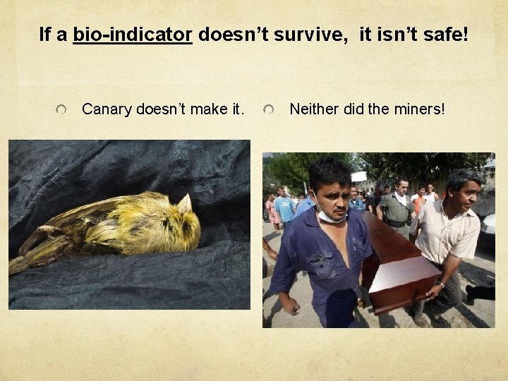 If a bio-indicator doesn’t survive, it isn’t safe! Canary doesn’t make it. Neither did