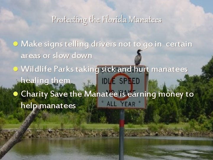 Protecting the Florida Manatees l Make signs telling drivers not to go in certain