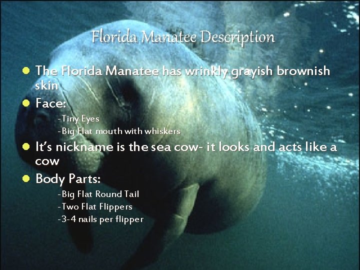 Florida Manatee Description The Florida Manatee has wrinkly grayish brownish skin l Face: l
