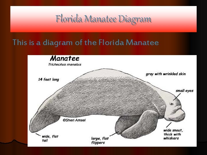 Florida Manatee Diagram This is a diagram of the Florida Manatee 