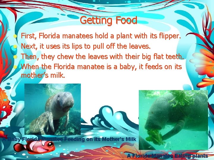 Getting Food First, Florida manatees hold a plant with its flipper. l Next, it