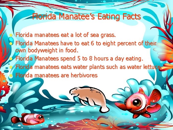 Florida Manatee’s Eating Facts l l l Florida manatees eat a lot of sea