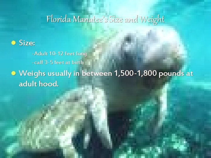 Florida Manatee’s Size and Weight l Size: -Adult 10 -12 feet long -calf 3