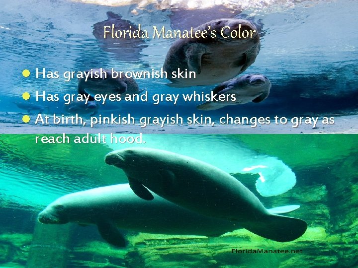 Florida Manatee’s Color l Has grayish brownish skin l Has gray eyes and gray