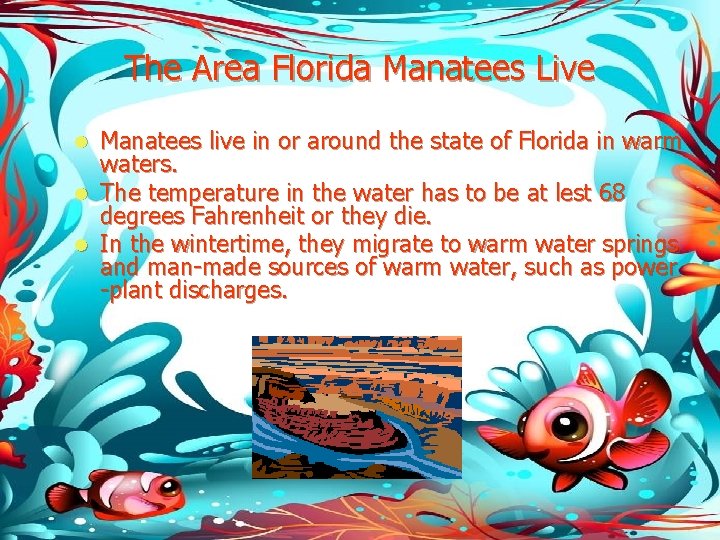 The Area Florida Manatees Live Manatees live in or around the state of Florida