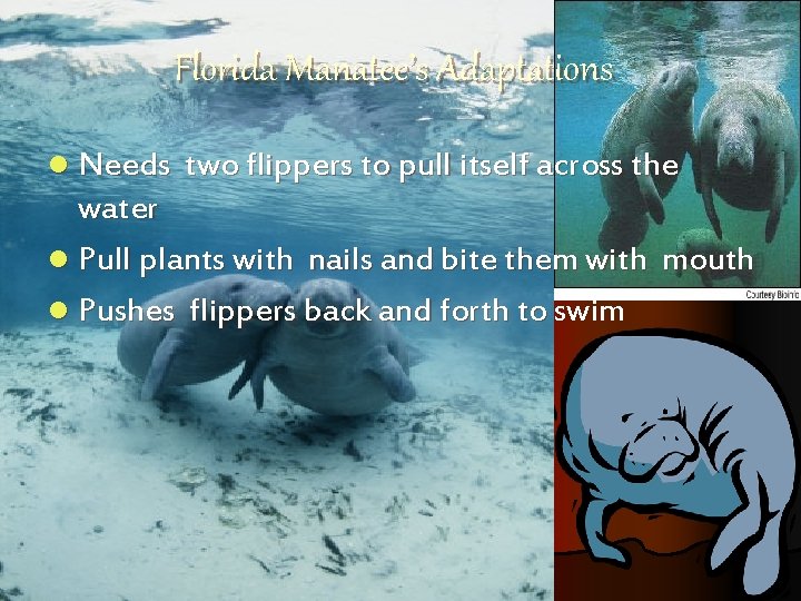 Florida Manatee’s Adaptations l Needs two flippers to pull itself across the water l