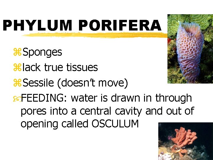 PHYLUM PORIFERA z. Sponges zlack true tissues z. Sessile (doesn’t move) FEEDING: water is