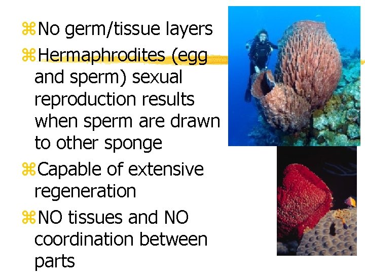 z. No germ/tissue layers z. Hermaphrodites (egg and sperm) sexual reproduction results when sperm