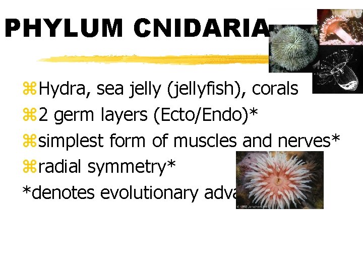 PHYLUM CNIDARIA z. Hydra, sea jelly (jellyfish), corals z 2 germ layers (Ecto/Endo)* zsimplest