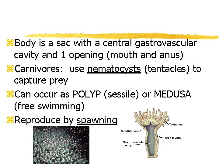 z. Body is a sac with a central gastrovascular cavity and 1 opening (mouth