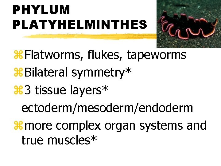 PHYLUM PLATYHELMINTHES z. Flatworms, flukes, tapeworms z. Bilateral symmetry* z 3 tissue layers* ectoderm/mesoderm/endoderm