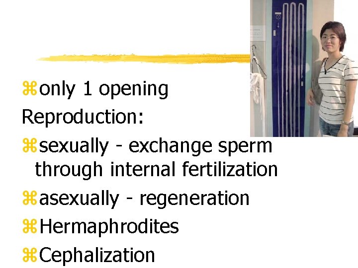 zonly 1 opening Reproduction: zsexually - exchange sperm through internal fertilization zasexually - regeneration