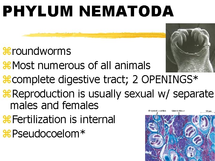 PHYLUM NEMATODA zroundworms z. Most numerous of all animals zcomplete digestive tract; 2 OPENINGS*
