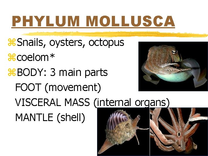 PHYLUM MOLLUSCA z. Snails, oysters, octopus zcoelom* z. BODY: 3 main parts FOOT (movement)