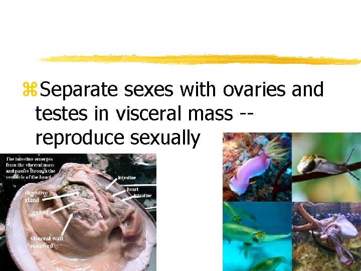 z. Separate sexes with ovaries and testes in visceral mass -reproduce sexually 