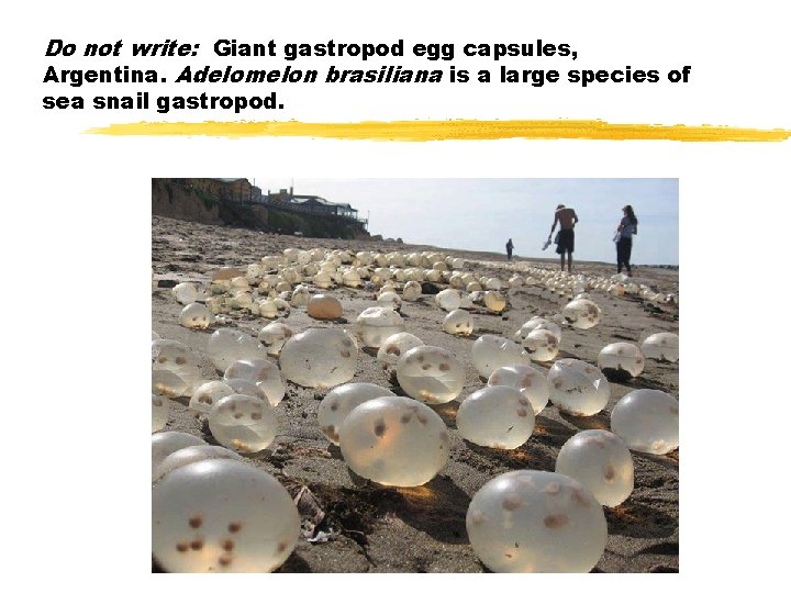 Do not write: Giant gastropod egg capsules, Argentina. Adelomelon brasiliana is a large species