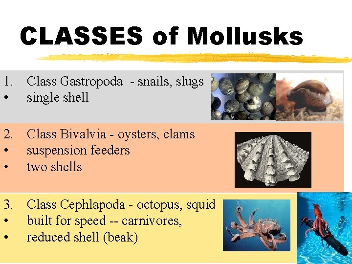 CLASSES of Mollusks 1. Class Gastropoda - snails, slugs • single shell 2. Class