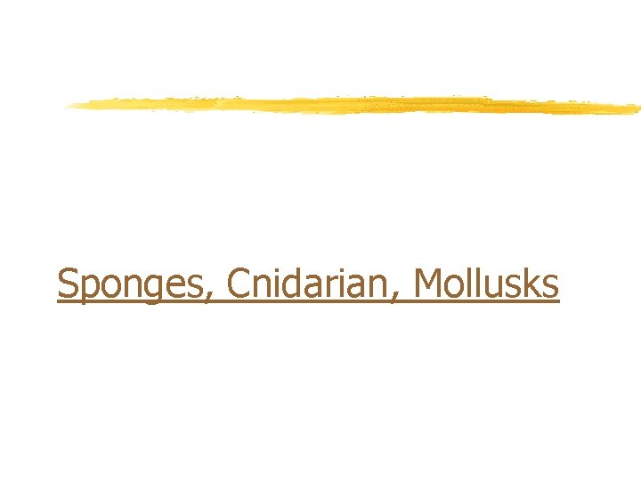 Sponges, Cnidarian, Mollusks 