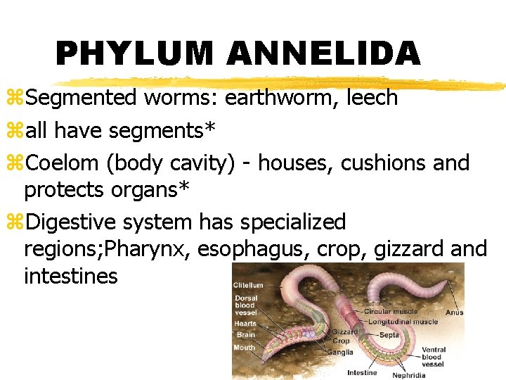 PHYLUM ANNELIDA z. Segmented worms: earthworm, leech zall have segments* z. Coelom (body cavity)