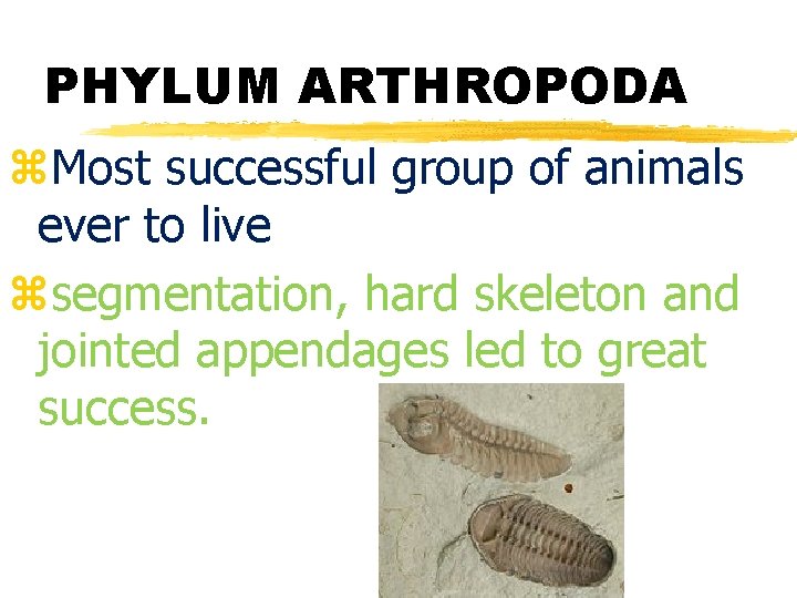 PHYLUM ARTHROPODA z. Most successful group of animals ever to live zsegmentation, hard skeleton