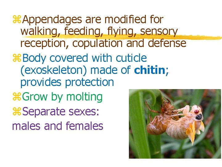 z. Appendages are modified for walking, feeding, flying, sensory reception, copulation and defense z.