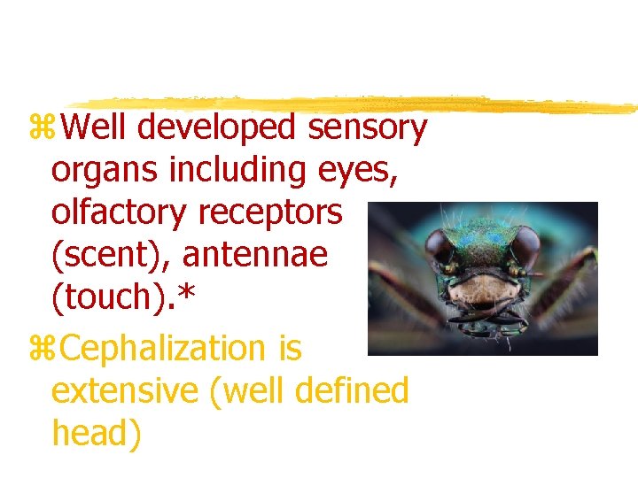 z. Well developed sensory organs including eyes, olfactory receptors (scent), antennae (touch). * z.