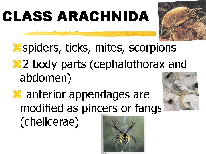 CLASS ARACHNIDA zspiders, ticks, mites, scorpions z 2 body parts (cephalothorax and abdomen) z