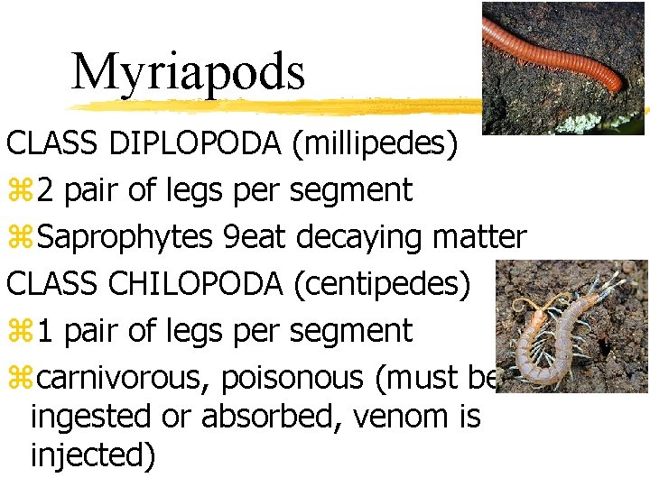 Myriapods CLASS DIPLOPODA (millipedes) z 2 pair of legs per segment z. Saprophytes 9