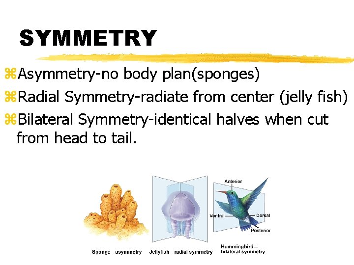SYMMETRY z. Asymmetry-no body plan(sponges) z. Radial Symmetry-radiate from center (jelly fish) z. Bilateral