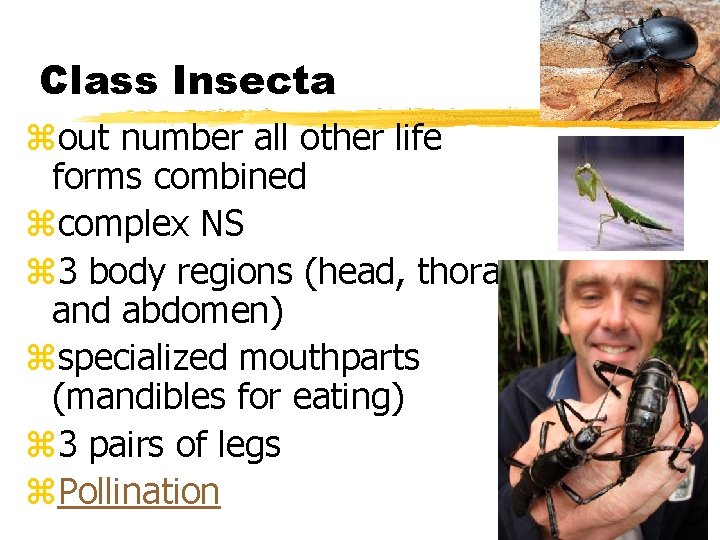 Class Insecta zout number all other life forms combined zcomplex NS z 3 body