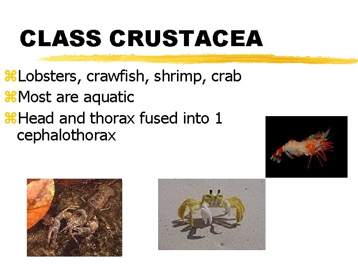CLASS CRUSTACEA z. Lobsters, crawfish, shrimp, crab z. Most are aquatic z. Head and