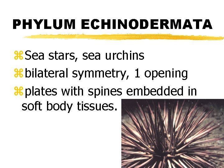 PHYLUM ECHINODERMATA z. Sea stars, sea urchins zbilateral symmetry, 1 opening zplates with spines