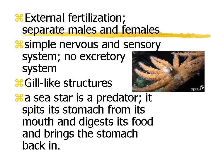 z. External fertilization; separate males and females zsimple nervous and sensory system; no excretory