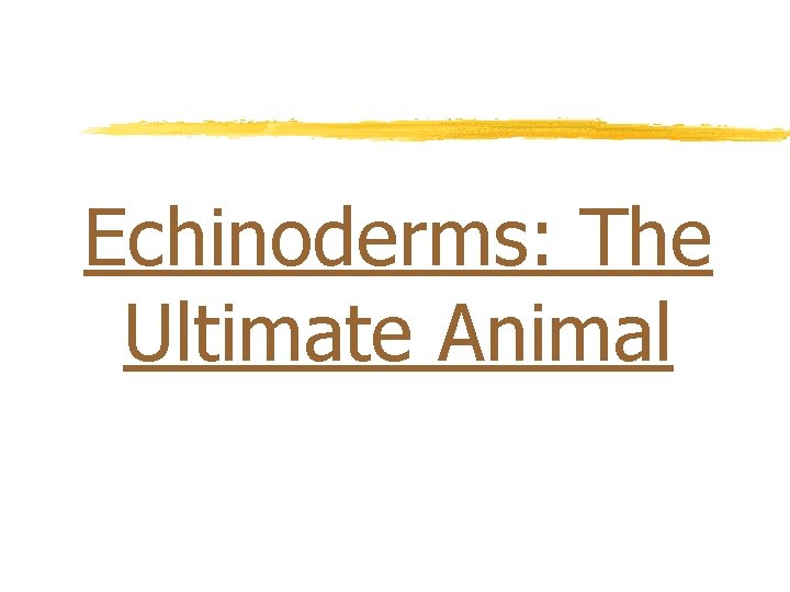 Echinoderms: The Ultimate Animal 