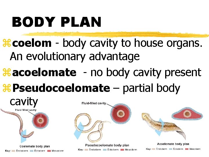 BODY PLAN zcoelom - body cavity to house organs. An evolutionary advantage zacoelomate -