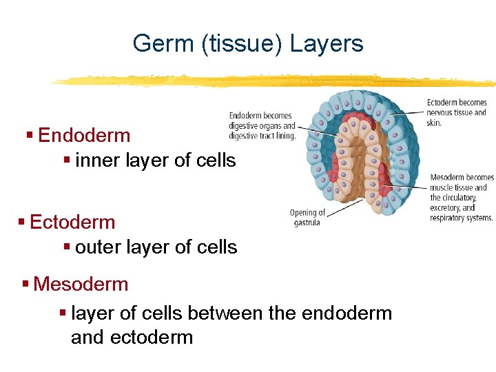 Introduction to Animals Germ (tissue) Layers § Endoderm § inner layer of cells §