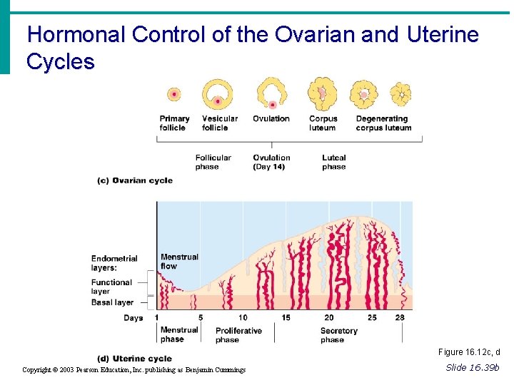 Hormonal Control of the Ovarian and Uterine Cycles