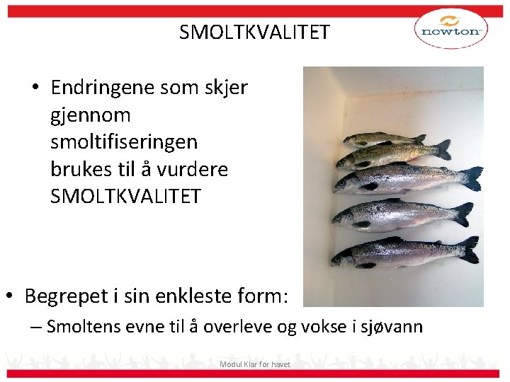 SMOLTKVALITET • Endringene som skjer gjennom smoltifiseringen brukes til å vurdere SMOLTKVALITET • Begrepet