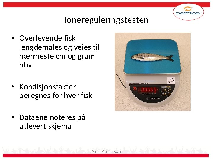 Ionereguleringstesten • Overlevende fisk lengdemåles og veies til nærmeste cm og gram hhv. •