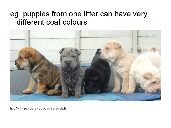 eg. puppies from one litter can have very different coat colours http: //www. petsplace.