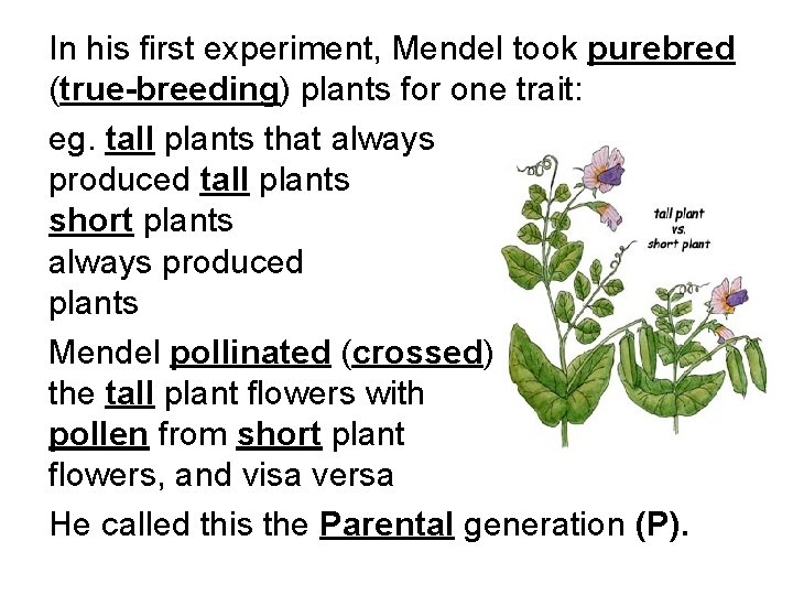 In his first experiment, Mendel took purebred (true-breeding) plants for one trait: eg. tall