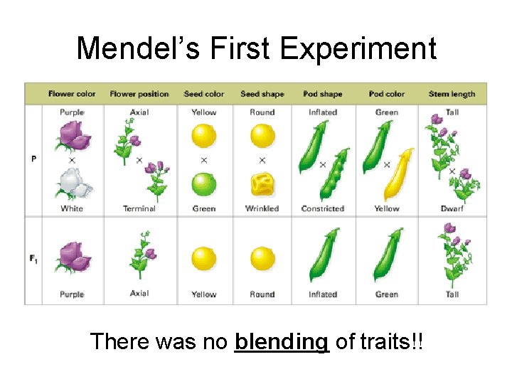 Mendel’s First Experiment There was no blending of traits!! 