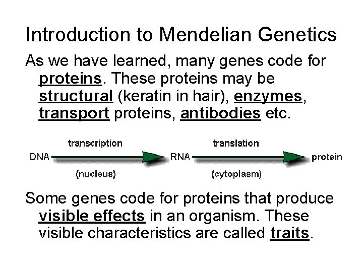 Introduction to Mendelian Genetics As we have learned, many genes code for proteins. These