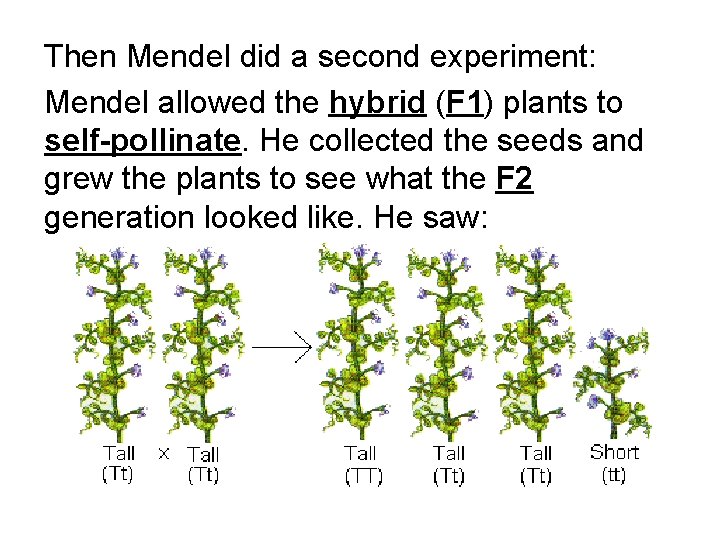 Then Mendel did a second experiment: Mendel allowed the hybrid (F 1) plants to