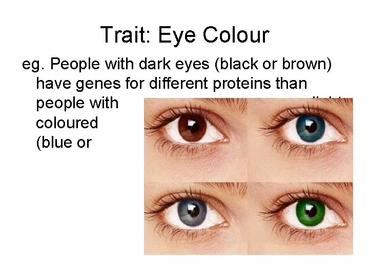 Trait: Eye Colour eg. People with dark eyes (black or brown) have genes for