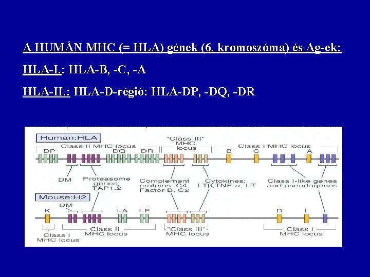 A HUMÁN MHC (= HLA) gének (6. kromoszóma) és Ag-ek: HLA-I. : HLA-B, -C,