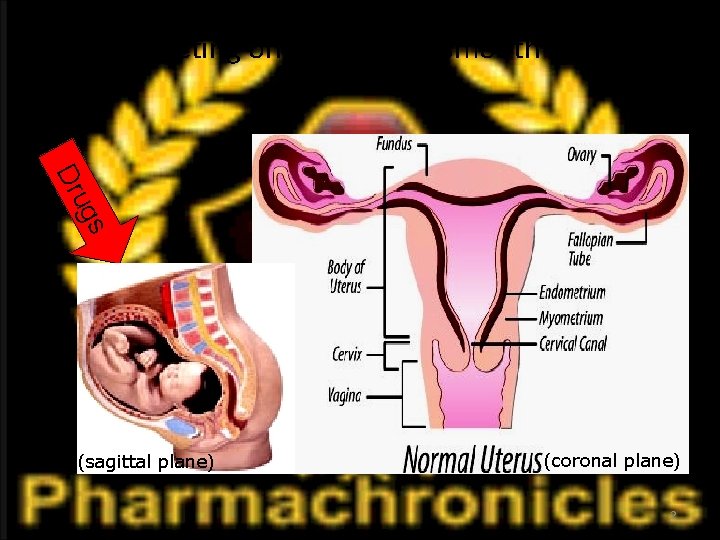 Drugs acting on the uterine smooth muscle s ug Dr (sagittal plane) (coronal plane)