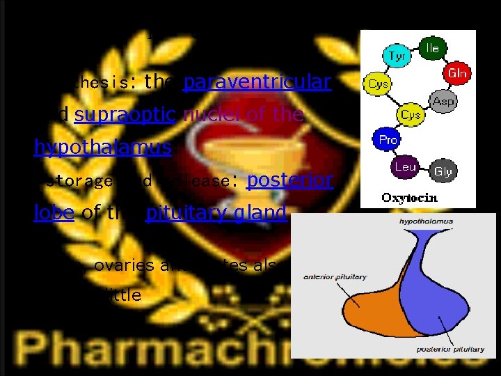 І. Oxytocin ●Synthesis: the paraventricular and supraoptic nuclei of the hypothalamus ● storage and