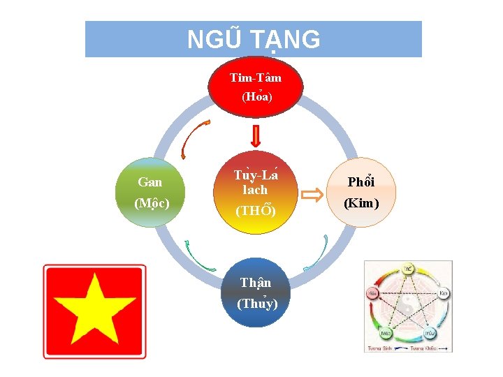 NGU TA NG Tim-Tâm (Ho a) Gan (Mô c) Tu y-La la ch (THÔ