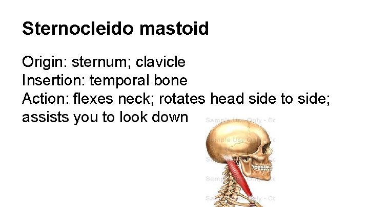 Sternocleido mastoid Origin: sternum; clavicle Insertion: temporal bone Action: flexes neck; rotates head side